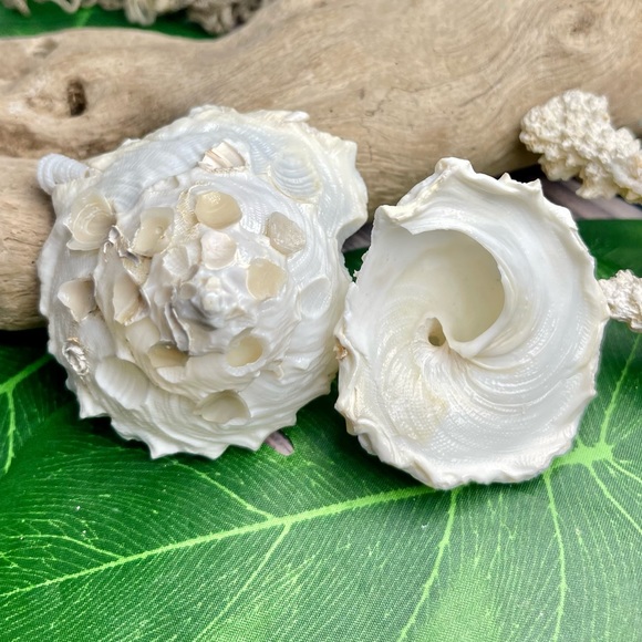 (2) RARE White Carrier Seashells Collector Shells Coastal Nautical Beach Decor - Picture 3 of 17